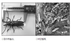 알에서 성충까지 `5년 → 7개월장수하늘소 인공증식 기술 성공