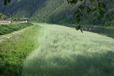 [평창]평창강·노람뜰 일대 10만㎡ 보리밭 장관