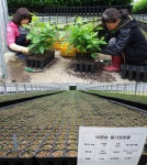 [르포-고성 대북지원 양묘사업소]온도·습도 세심조절 6만6,000그루 쑥쑥