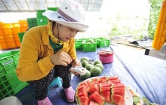 [강원도산 여름과일 출하]국내 최북단서 첫 수확 눈길