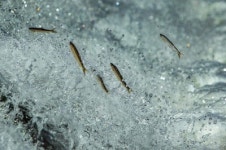 [포토뉴스]물살 솟구쳐 오르는 은어