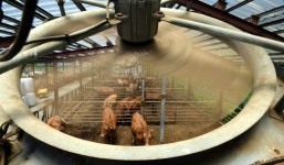 펄펄 끓는 축사… 가축 8천마리 폐사