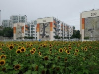 [양구]박수근마을 문화관광 명소 부상