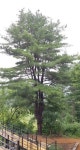 [홍천]수령 100년 이상 잣나무 발견