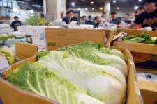 [포토뉴스]금값이 된 배추…사지는 못하고 구경만