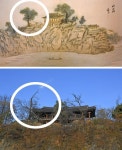 겸재 정선 화폭 속 죽서루 회화나무 보호수 지정 안 돼