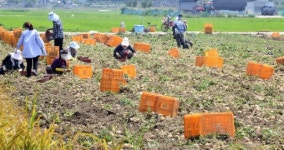[포토뉴스]“하지 감자 맛보세요”