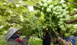 [포토뉴스]“새콤달콤 청포도가 나오는구나”