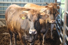 일제에 몰살됐던 토종 한우 `칡소… 80년 노력 끝에 완전 복원