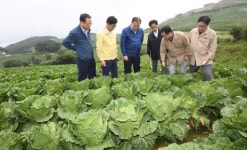 [포토뉴스]고랭지 채소 산지 찾은 농림부 장관