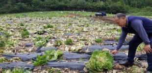 [홍천]“올해 무 1,880톤 산지폐기… 추석 코앞인데 막막”