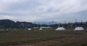 [강릉]경포생태저류지 경관용 옥수수 `일석이조 효과