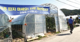 [춘천]“주인 있습니다 … 대추 따가지 마세요”