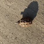 [여울]주택 마당서 나무 뽑다 녹슨 수류탄 나와