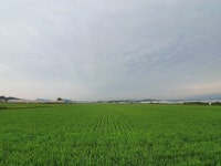 [도농상생프로젝트 농촌이 희망]연곡천 평야서 대규모 쌀농사…막걸리·한과 상품화 고심