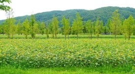 [화천]화천 하남 수목공원 일대 해바라기 10만 송이 활짝