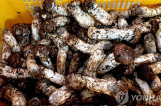 첫 수매 자연산 인제 송이 1등급(㎏당) 낙찰가 58만원
