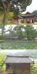 [강원 나무 기행]비운의 왕 단종의 넋 기리며 천년 사찰 우직하게 지켜