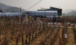 [화천]화천군산림조합 나무시장 개장