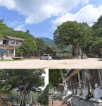 [강원나무기행]700년간 묵묵히 마을 지켜온 수호목