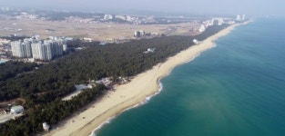 훼손 위기 700년 소나무 숲 지켜낸 강릉의 힘