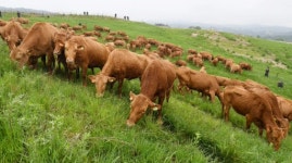 [포토뉴스]올해 첫 방목…초지 누비는 한우떼