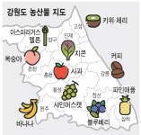 원주 바나나·삼척 파인애플  열대과일 최적지 된 강원