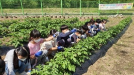 [포토뉴스]홍천 반곡초교 학생 친환경 농법 텃밭가꾸기
