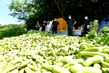 화천 최악 폭염과 소비절벽에 애호박 산지 폐기