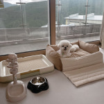 하이원리조트, 1,500만 반려인 대상 견생샷 이벤트 개최