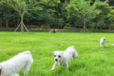 태백시, 반려동물 놀이터 임시개장