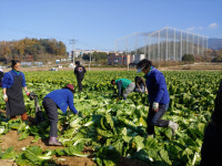 “맛깔스러운 김장 김치로 따듯한 겨울 되길”