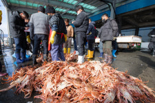 [포토뉴스]고성 거진항 대게 위판