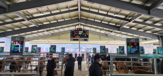 [포토뉴스]인제축협 스마트 가축시장 정식 개장