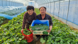 고성 곤달비, 가락동 도매시장 첫 출하