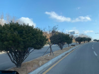 동해시, 천곡동 도심 중앙분리대 가로수 교체