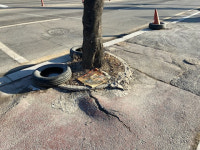 원주시, 가로수 생육환경 개선사업 추진