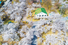 [우리 동네 벚꽃 명소·축제]살랑살랑 꽃바람 타고 품 안에 날아드는 봄