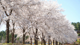 올해도 어김없이 찾아온 연분홍 물결