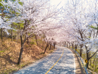 올해도 어김없이 찾아온 연분홍 물결