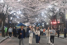 [포토뉴스]벚꽃조명 아래  솔올블라썸