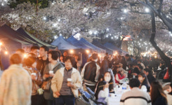 [포토뉴스]벚꽃조명 아래  '솔올블라썸'