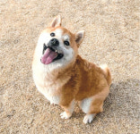 [펫밀리]집사를 찾습니다