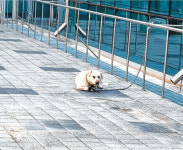 [펫밀리]집사를 찾습니다