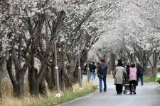 [포토뉴스]방림2리 꽃길따라 걸어봄 벚꽃축제