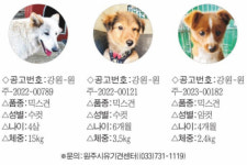 [펫밀리]집사를 찾습니다