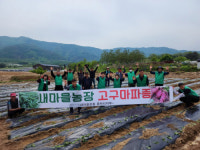 [포토뉴스]새마을운동 춘천시협 고은리 새마을농장 고구마 모종 파종봉사