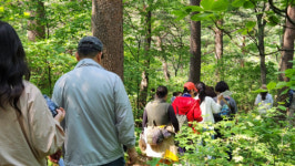 [포토뉴스]대관령 숲길 걷기 행사 열려