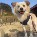 [펫밀리]집사를 찾습니다