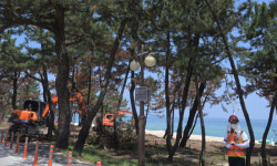 [포토뉴스]잘려나가는 경포해변 불탄 소나무